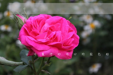 公诉案件的诉讼阶段包括哪些
