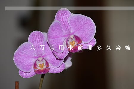 六万信用卡逾期多久会被起诉 六万信用卡逾期多久会被起诉