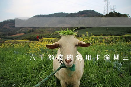 六千额度的信用卡逾期三年