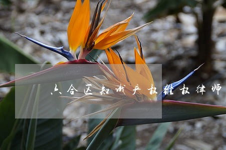 六合区知识产权维权律师咨询费用 六合区知识产权维权律师咨询费用