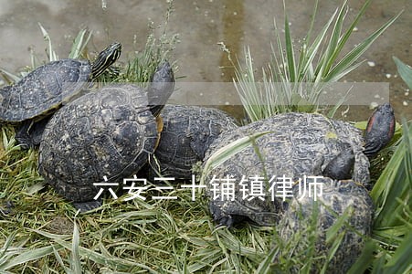 六安三十铺镇律师 六安三十铺镇律师