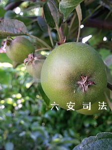 六安司法拍卖房产网 六安司法拍卖房产网