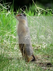 六安地区债务律师咨询 六安地区债务律师咨询