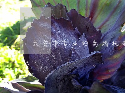 六安市专业的离婚抚养权律师 六安市专业的离婚抚养权律师