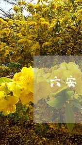 六安市司法局执法 六安市司法局执法