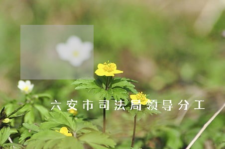 六安市司法局领导分工 六安市司法局领导分工