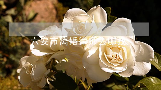 六安市离婚律师去哪找 六安市离婚律师去哪找