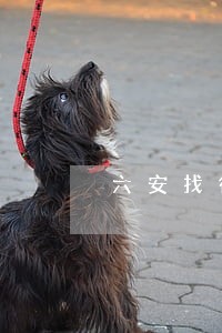 六安找律师要多少钱 六安找律师要多少钱