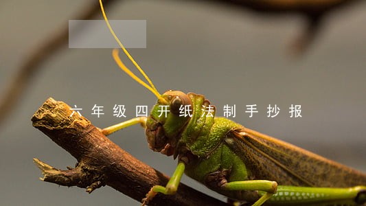 六年级四开纸法制手抄报 六年级四开纸法制手抄报