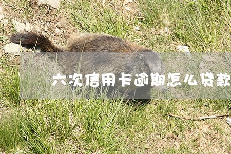 六次信用卡逾期怎么贷款 六次信用卡逾期怎么贷款