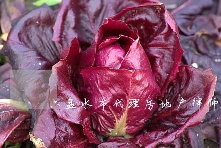 六盘水市代理房地产律师 六盘水市代理房地产律师
