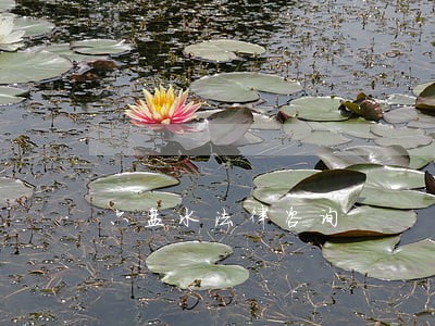 六盘水法律咨询 六盘水法律咨询