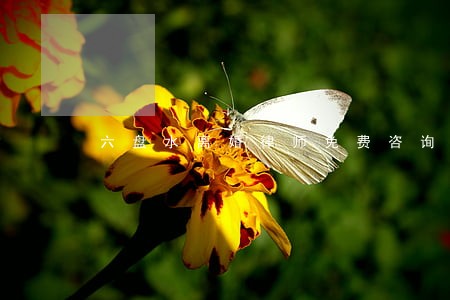 六盘水离婚律师免费咨询 六盘水离婚律师免费咨询