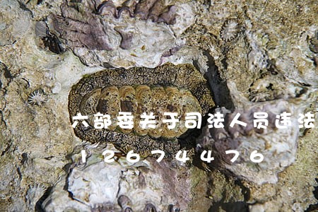 六部委关于司法人员违法取证/2023012674476 六部委关于司法人员违法取证/2023012674476