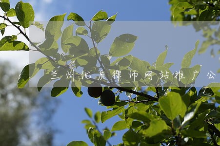 兰州优质律师网站推广公司 兰州优质律师网站推广公司