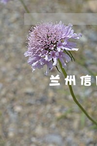 兰州信用社电子承兑逾期如何提现 兰州信用社电子承兑逾期如何提现