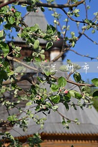 兰州市制止和处理违法建设办法