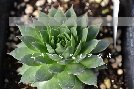 兰州市安宁法律咨询 兰州市安宁法律咨询
