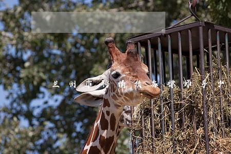 兰州市聘请债务律师多少钱 兰州市聘请债务律师多少钱