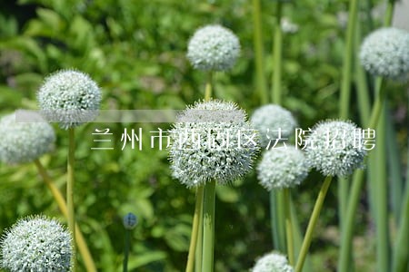 兰州市西固区法院招聘 兰州市西固区法院招聘