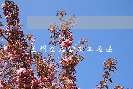 兰州整治公交车违法 兰州整治公交车违法