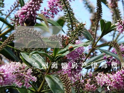 兰州离婚房产律师费用标准 兰州离婚房产律师费用标准
