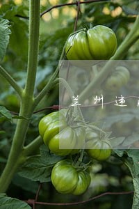 兰州违法企业