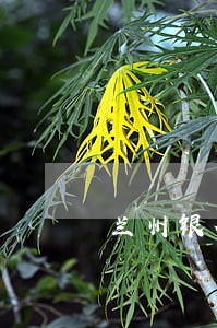 兰州银行信用卡逾期两年