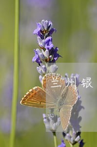 兰州银行信用卡逾期了怎么办 兰州银行信用卡逾期了怎么办