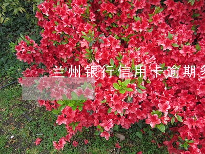 兰州银行信用卡逾期多久会爆通