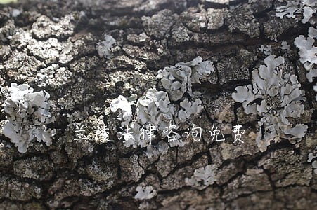兰陵法律咨询免费 兰陵法律咨询免费