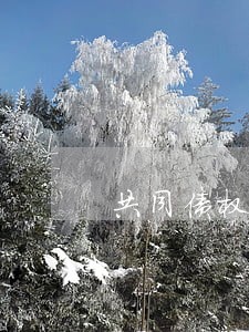 共同债权人的诉讼地位