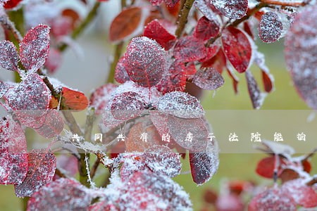共同共有的房子法院能拍卖吗 共同共有的房子法院能拍卖吗