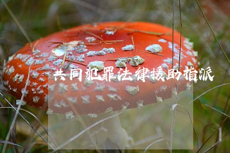 共同犯罪法律援助指派 共同犯罪法律援助指派