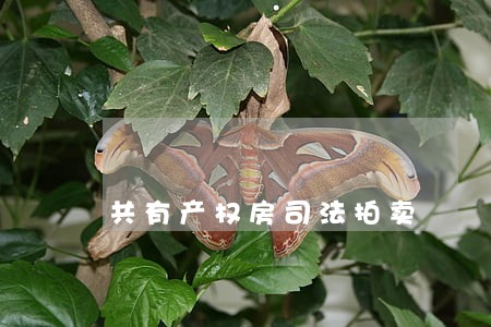 共有产权房司法拍卖
