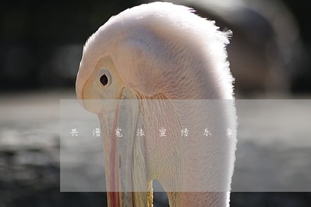 共谱宪法宣传乐章 共谱宪法宣传乐章