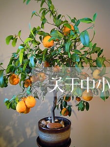 关于中小企业贷款逾期拍卖 关于中小企业贷款逾期拍卖