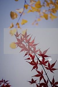 关于企业法律顾问咨询 关于企业法律顾问咨询