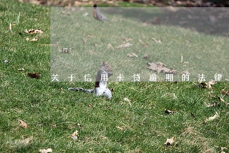 关于信用卡贷逾期的法律法规 关于信用卡贷逾期的法律法规