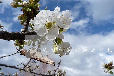 关于信用卡逾期停止计息如何协商 关于信用卡逾期停止计息如何协商