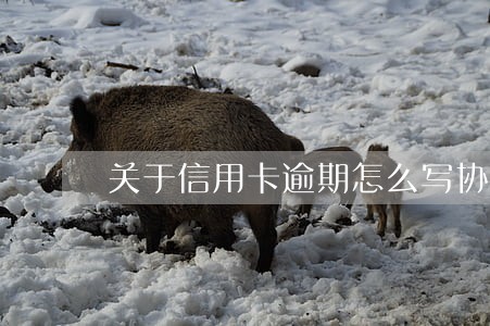 关于信用卡逾期怎么写协商 关于信用卡逾期怎么写协商