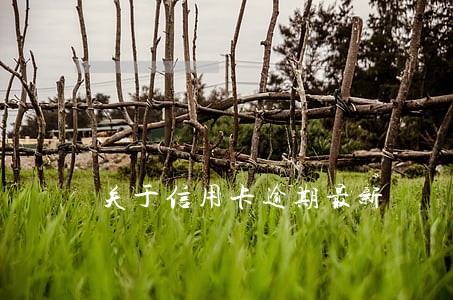 关于信用卡逾期最新 关于信用卡逾期最新