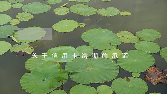 关于信用卡逾期的承诺 关于信用卡逾期的承诺