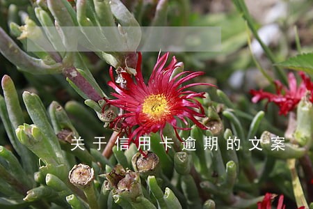 关于信用卡逾期的文案