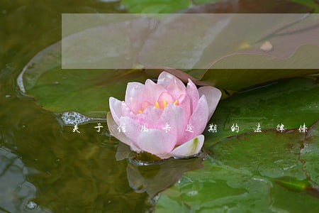 关于信用卡逾期的法律条例 关于信用卡逾期的法律条例