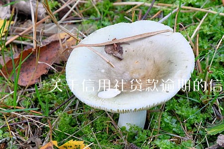 关于信用社贷款逾期的信息