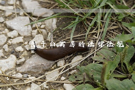 关于公寓房的法律法规 关于公寓房的法律法规