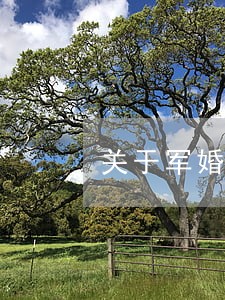 关于军婚的几点法律分析