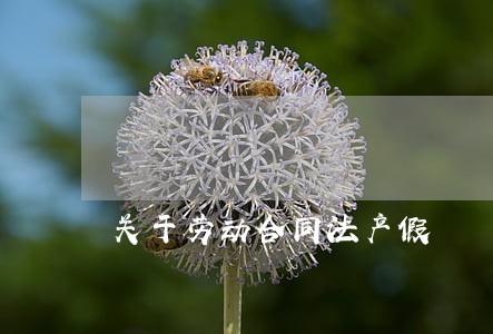 关于劳动合同法产假 关于劳动合同法产假