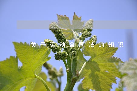 关于劳动合同法的知识 关于劳动合同法的知识